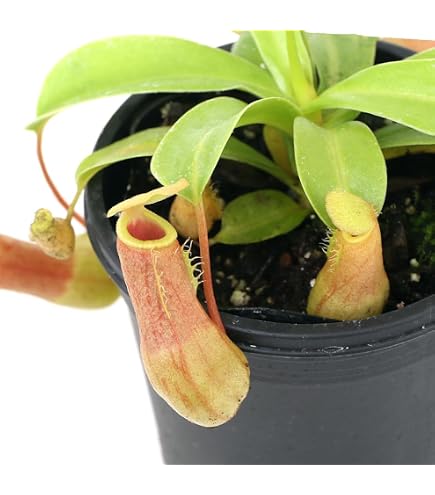 Amazon.co.jp: N.ventricosa Quezon,Luzon 201902 YFK2 3号現品限り